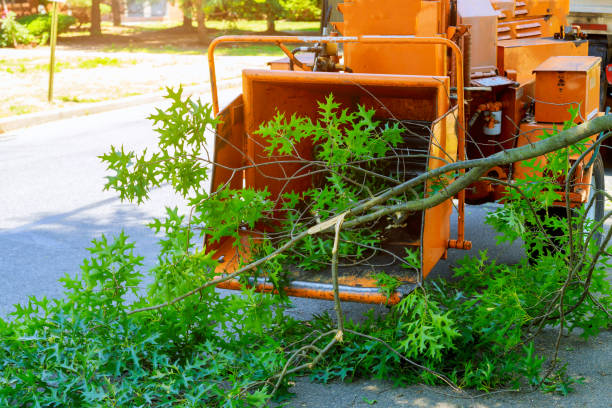 Reliable Navassa, NC Tree Care Services Solutions